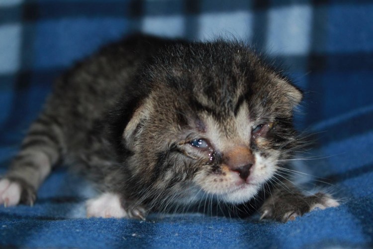 Шотландские котята после рождения