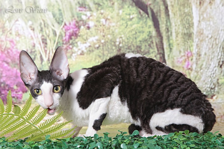 Девон рекс с разными глазами