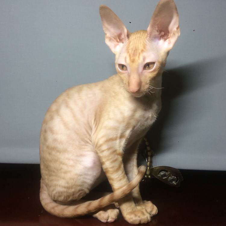 Корниш рекс красный