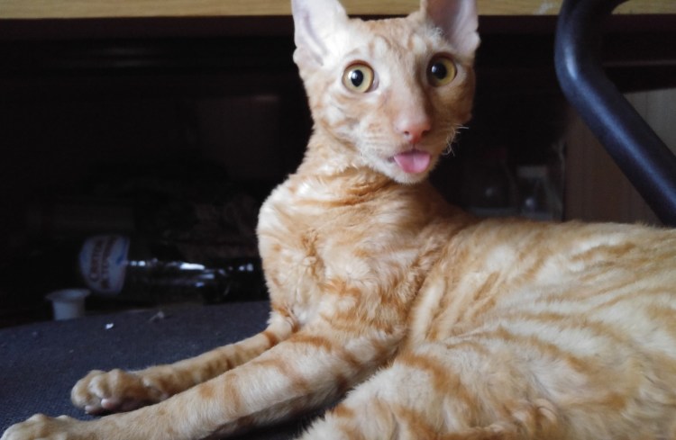 Корниш Ориентал