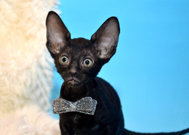 Американский Корниш рекс