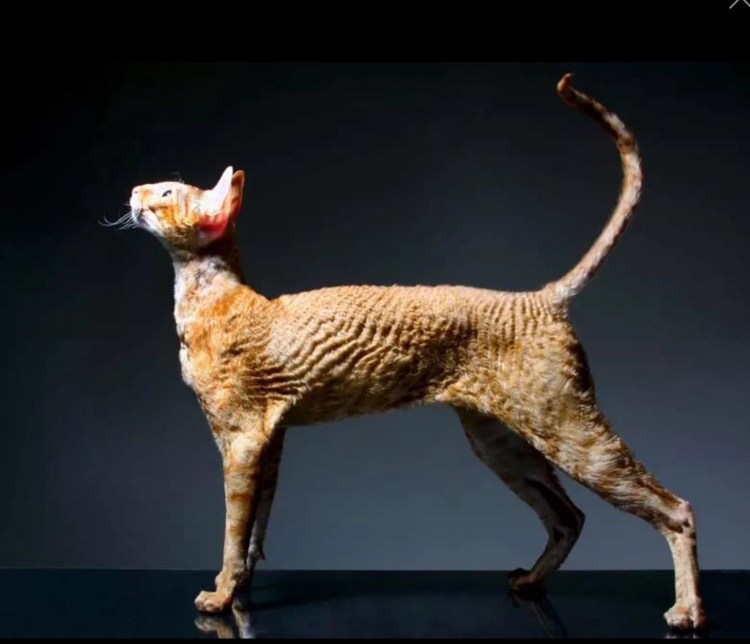 Кудрявый сфинкс Корниш