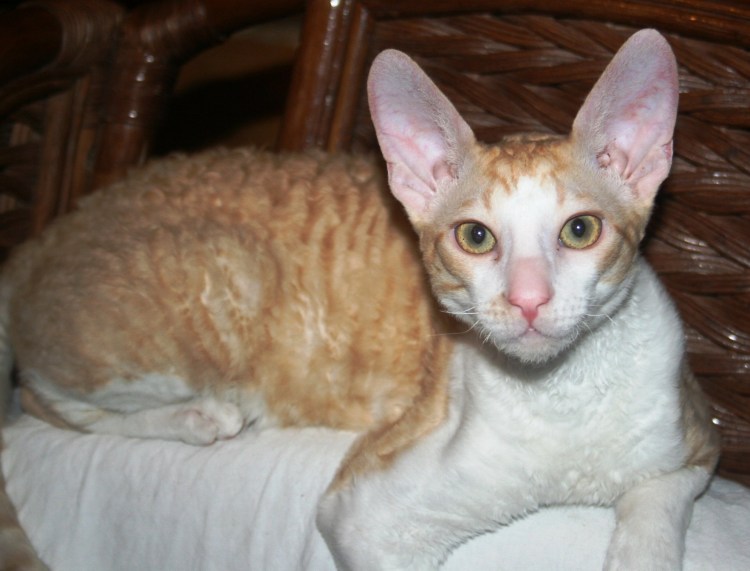 Порода кота Корниш рекс рыжий