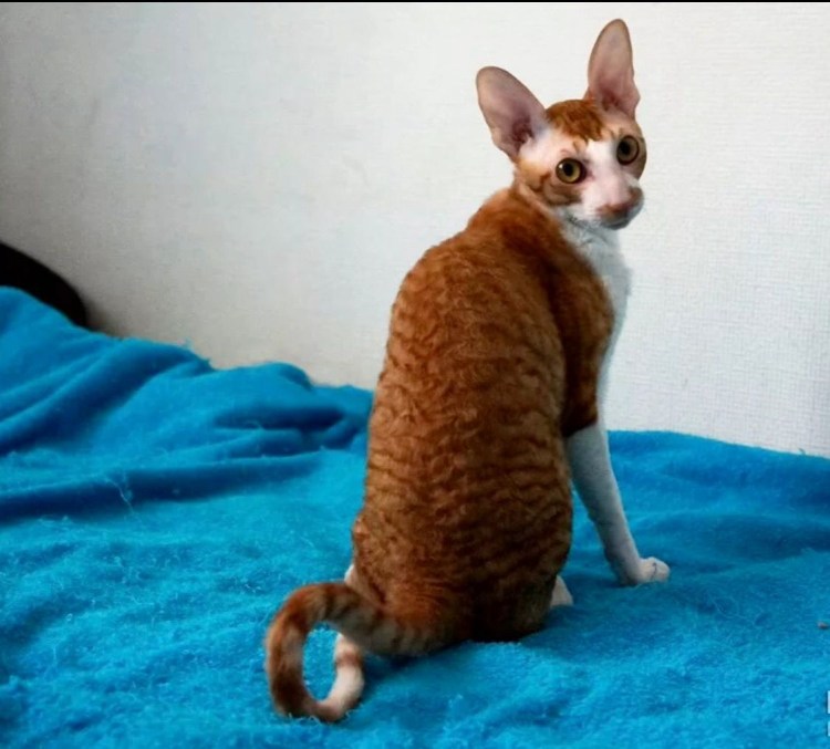 Корниш рекс с рыжий белой мордочкой