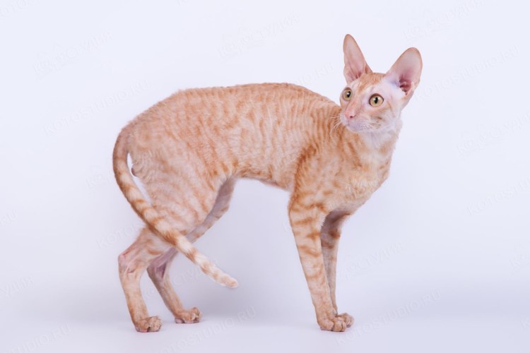 Корниш рекс кошка рыжая
