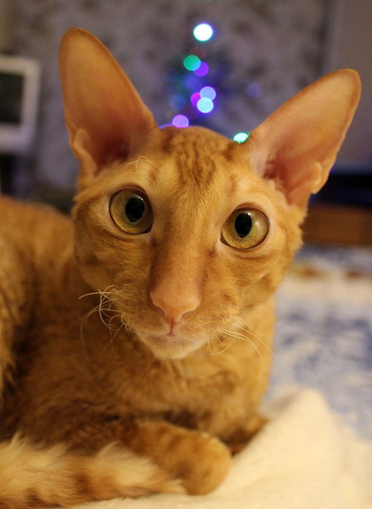 Немецкий Корниш рекс