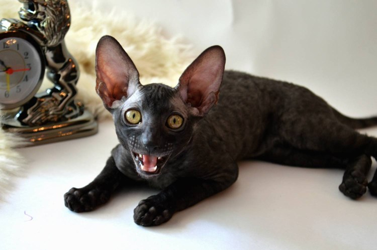 Уральский рекс на белом фоне