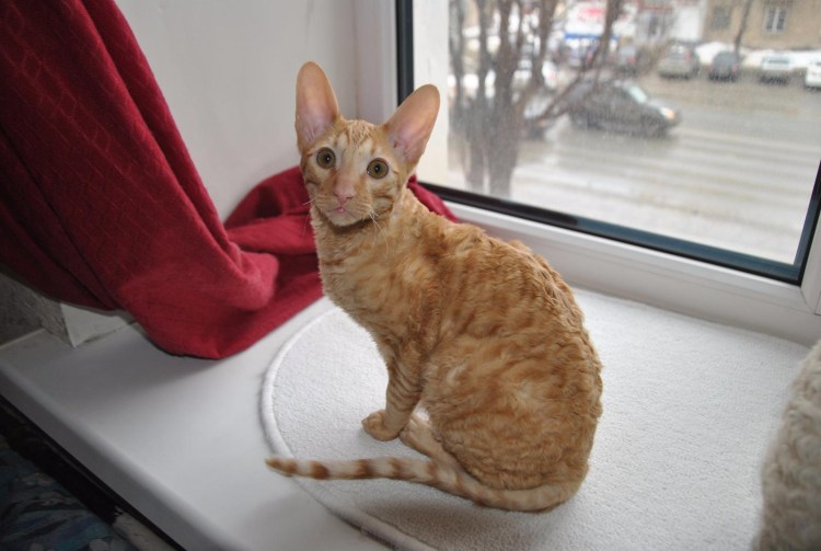 Корниш рекс рыжий котенок