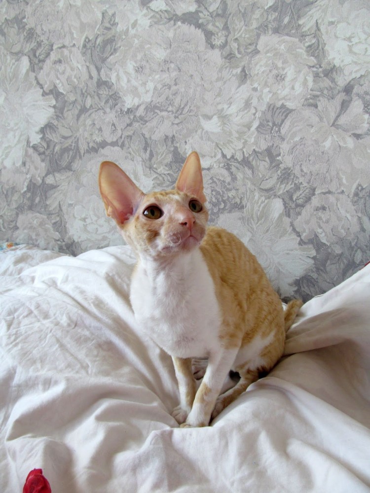 Корниш-рекс рыжий цена в Краснодаре купить