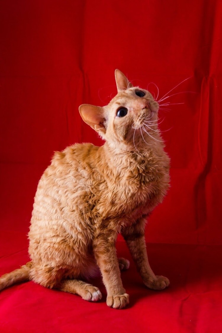 Кролик Корниш рекс