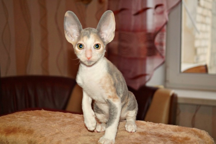 Корниш рекс табби