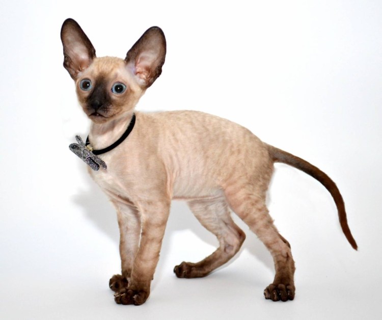 Кот Корниш рекс рыжий