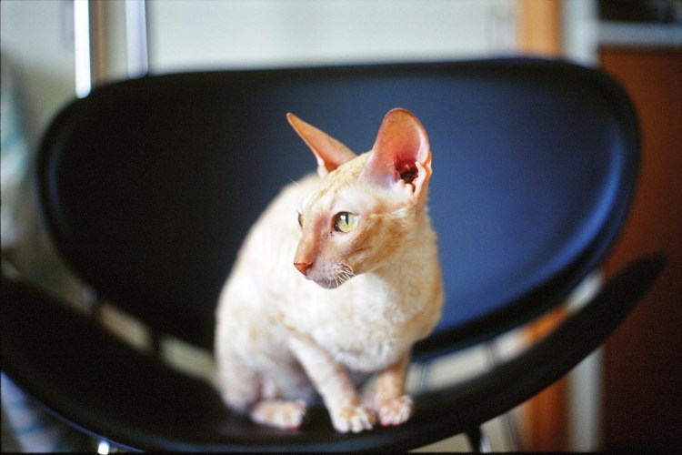 Корниш рекс красный табби