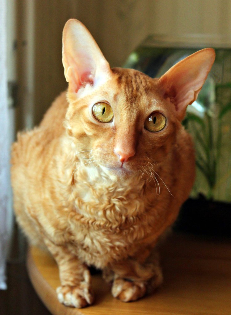 Кот Корниш рекс рыжий