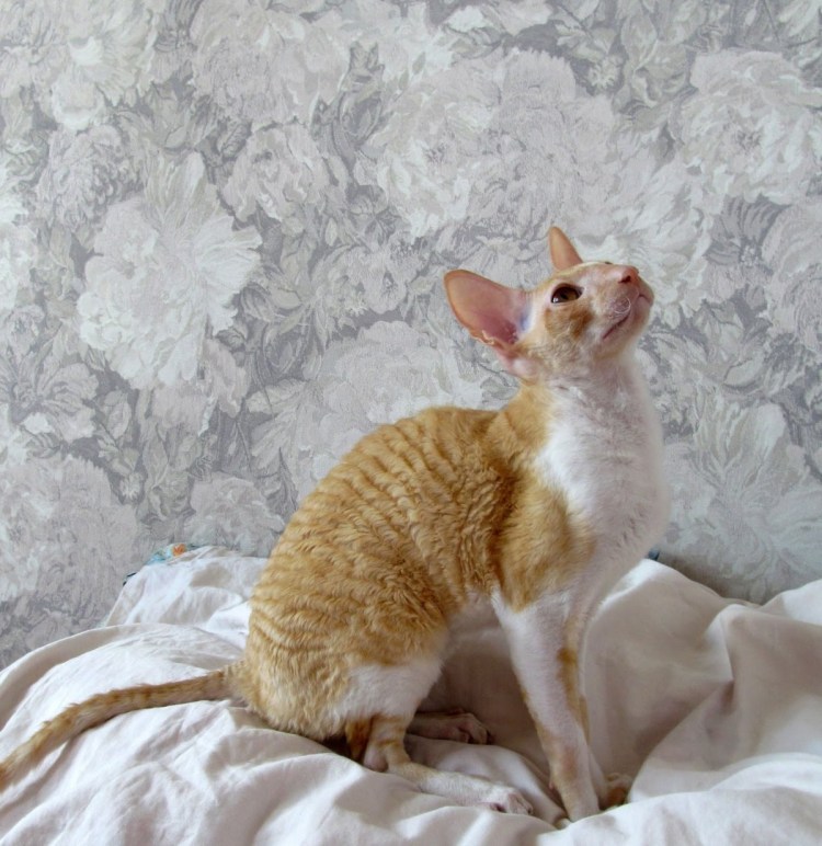 Корниш рекс порода кошек