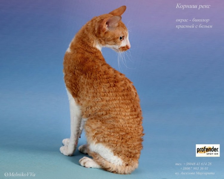 Кот Корниш рекс