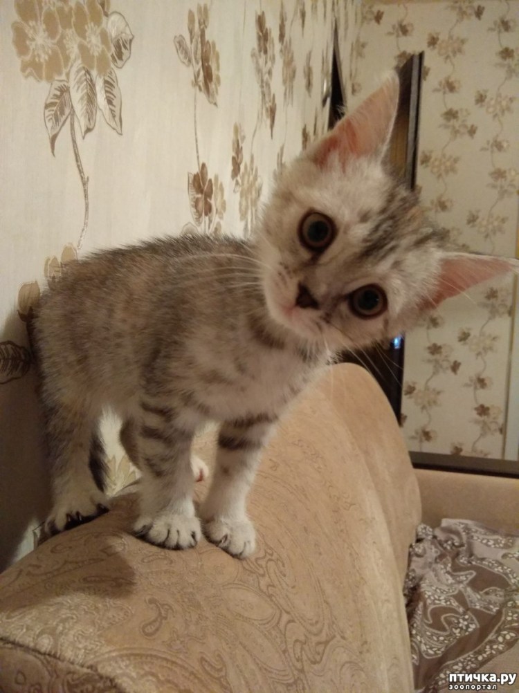 Бенгал-метис кошка