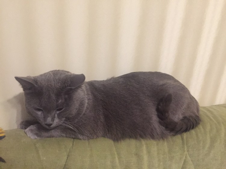 Кот шотландец метис