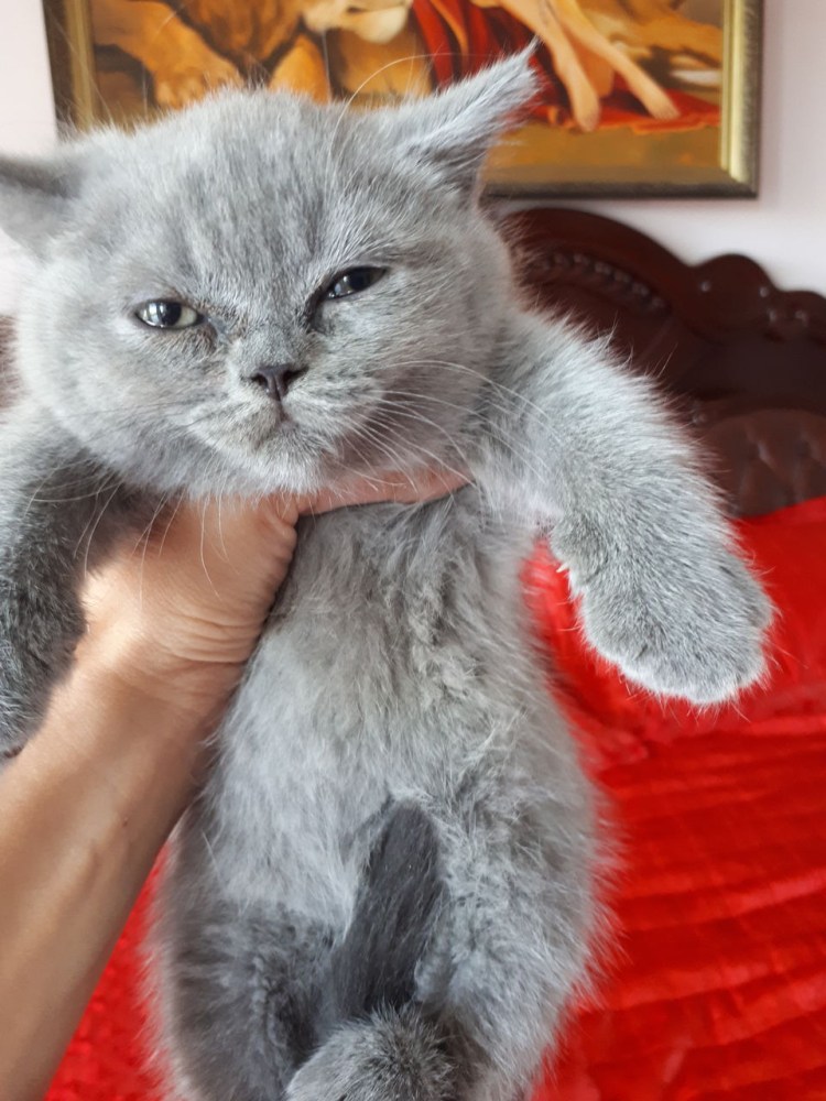 Метис сибирской и британской кошки