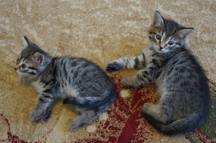 Метис скоттиш фолд