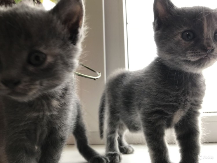 Метис сиамской кошки с британским котом