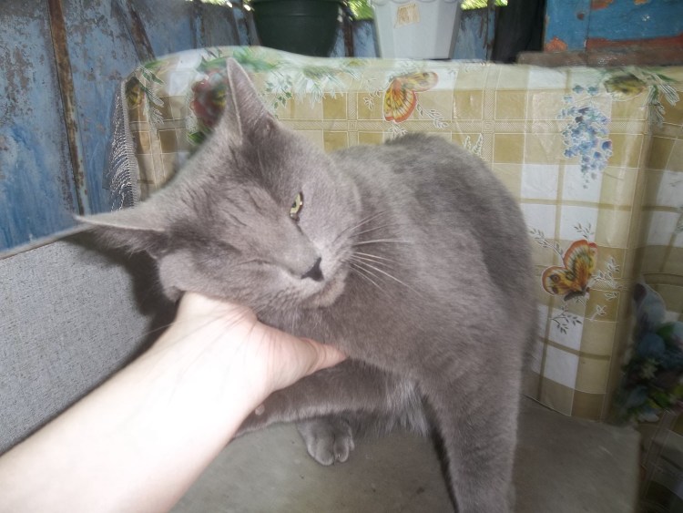 Помесь шотландца и русской голубой