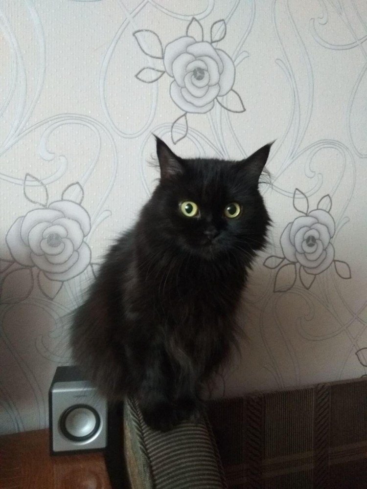 Смесь британца и обычной кошки