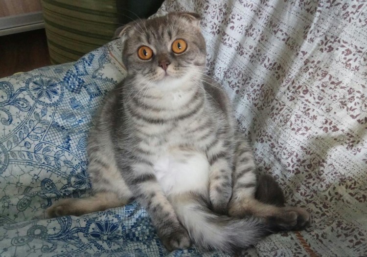 Котенок метис сфинкс