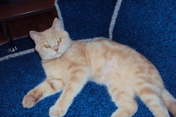 Метис британской кошки