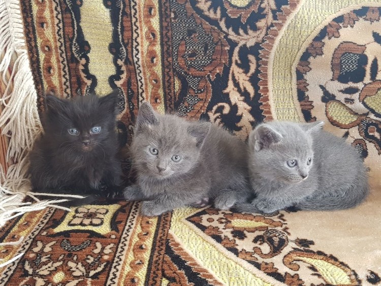 Коты метисы с британцами