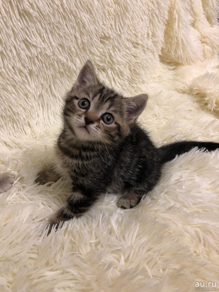 Смесь британца