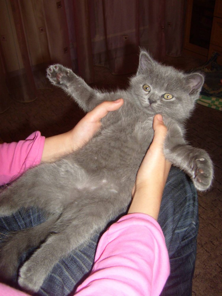 Помесь кота и