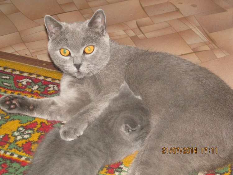 Кот метис британца