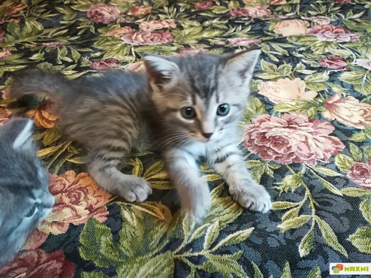 Метис британца серый