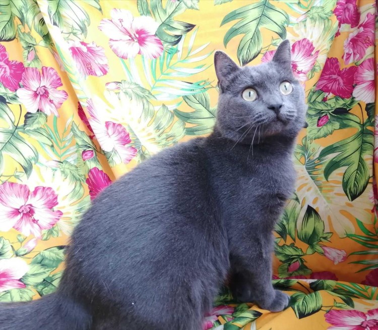 Кошка сфинкс метис