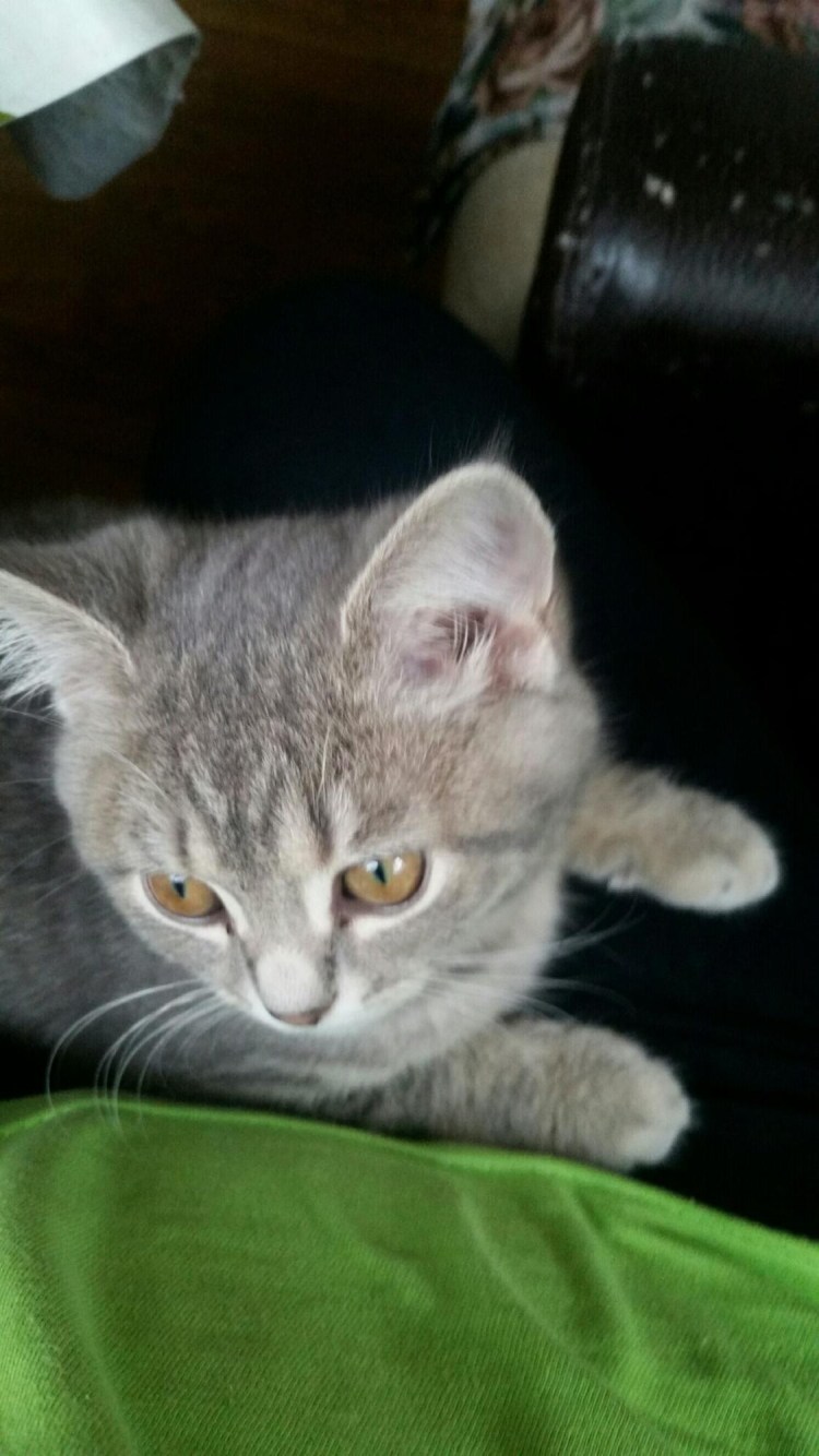 Смесь британца и обычной