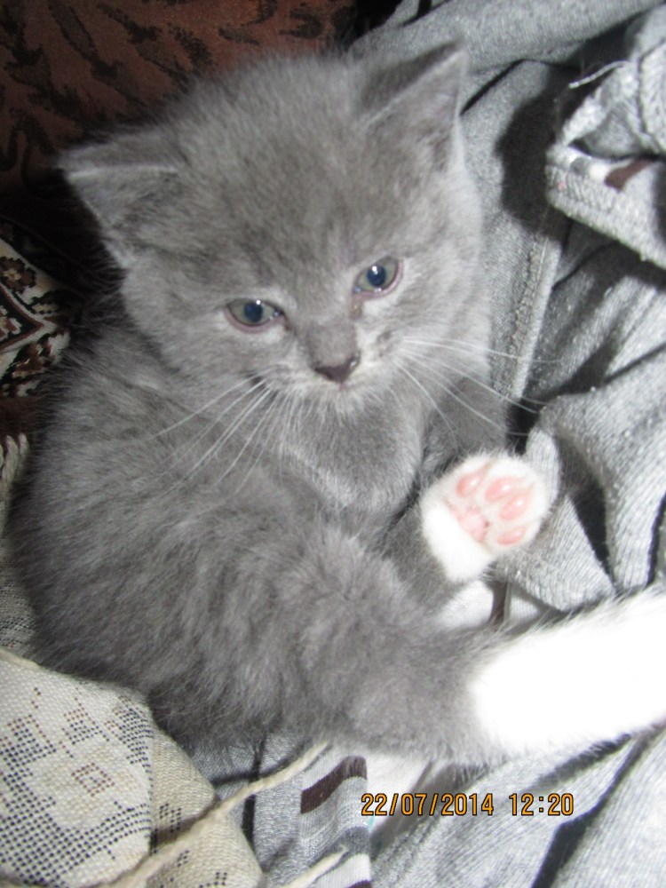 Метис британца