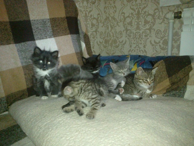 Метис шотландской кошки