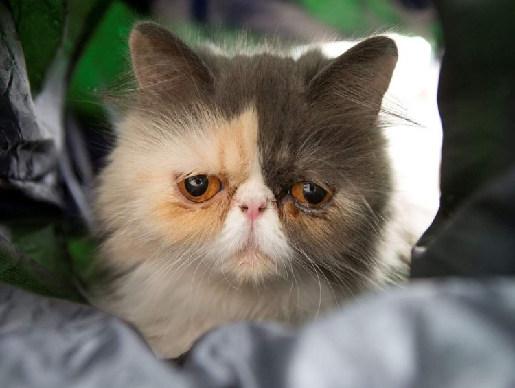 Грустный кот