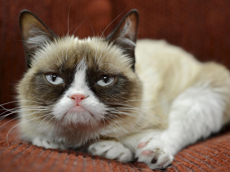 Grumpy Cat порода