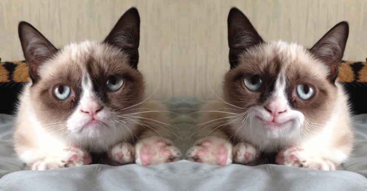 Кошка с грустной мордой