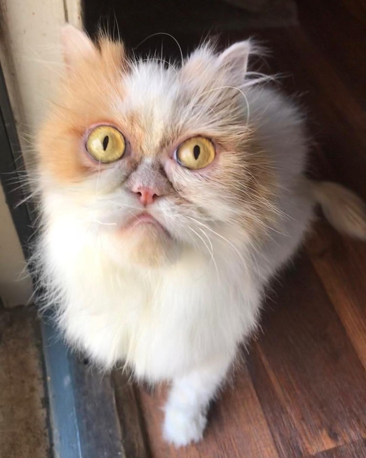 Сердитый кот Grumpy Cat