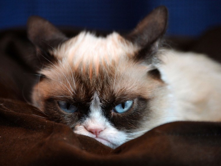 Сердитый кот