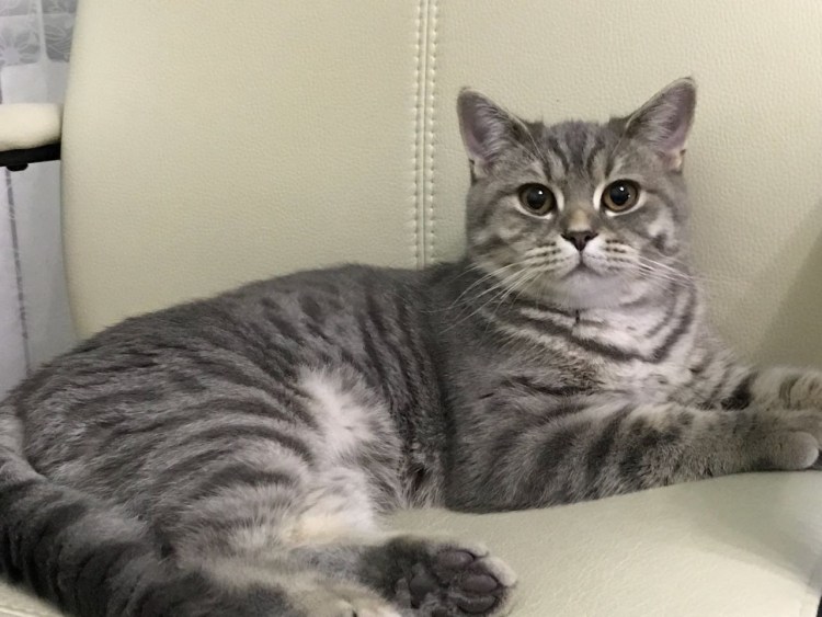 Шотландец кот прямоухий метис