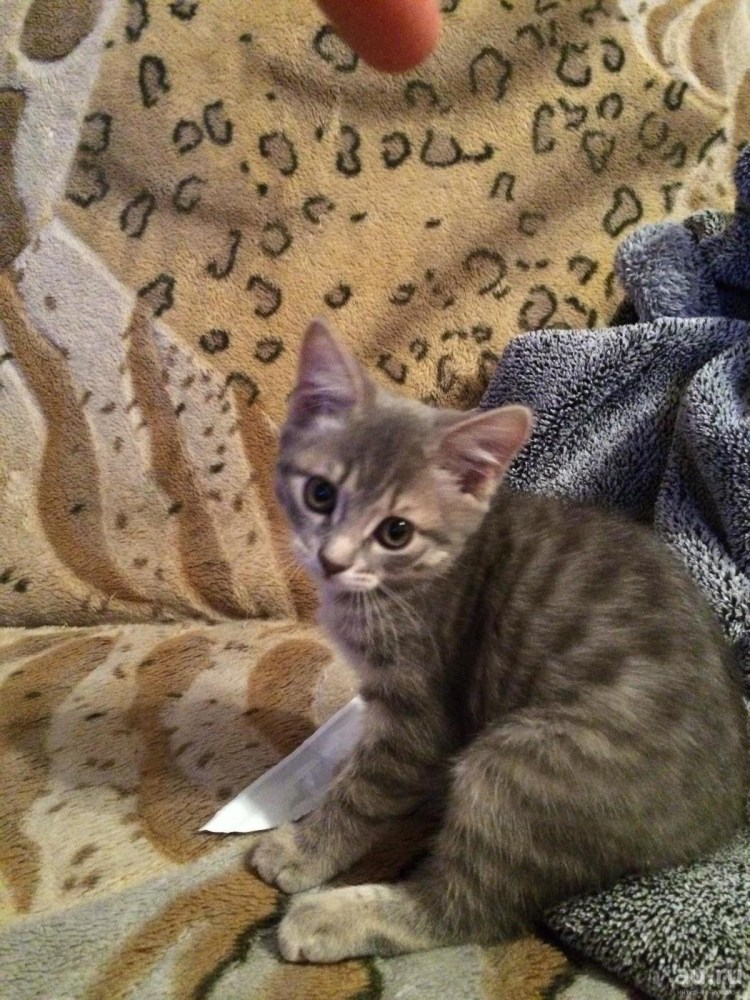 Котята шотландцы Южный