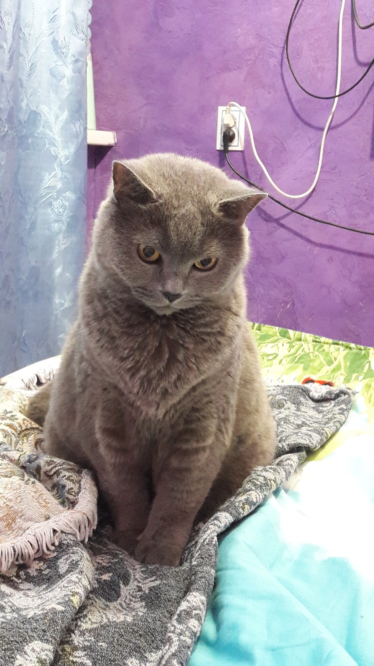 Британский кот метис