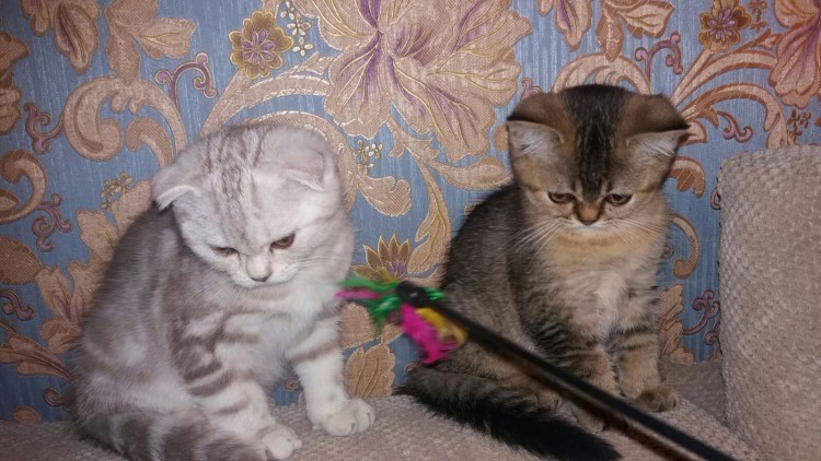 Помесь котят шотландской и британской