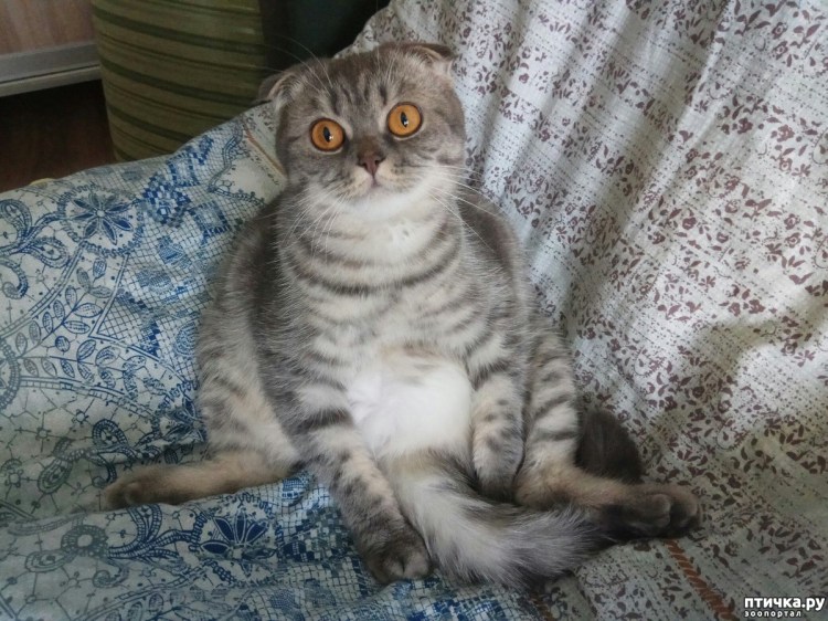 Шотландская вислоухая кошка метис