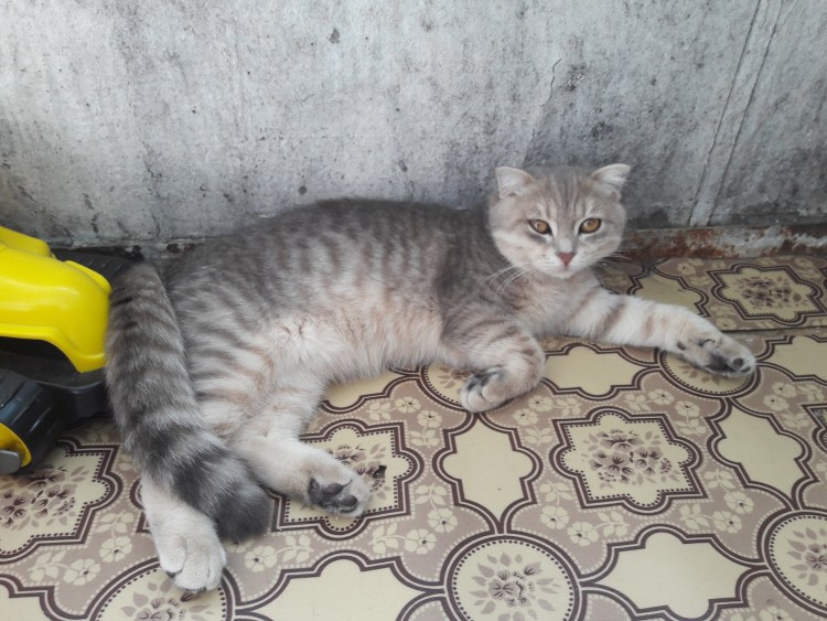 Помесь шотландской вислоухой