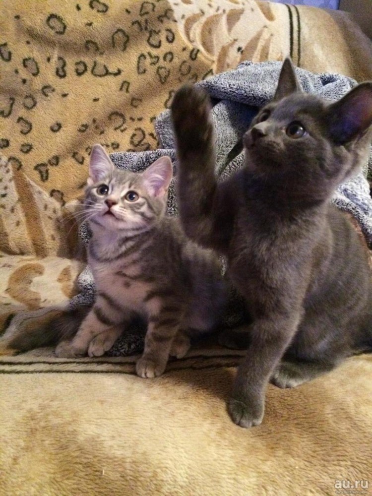 Смесь британца и шотландца